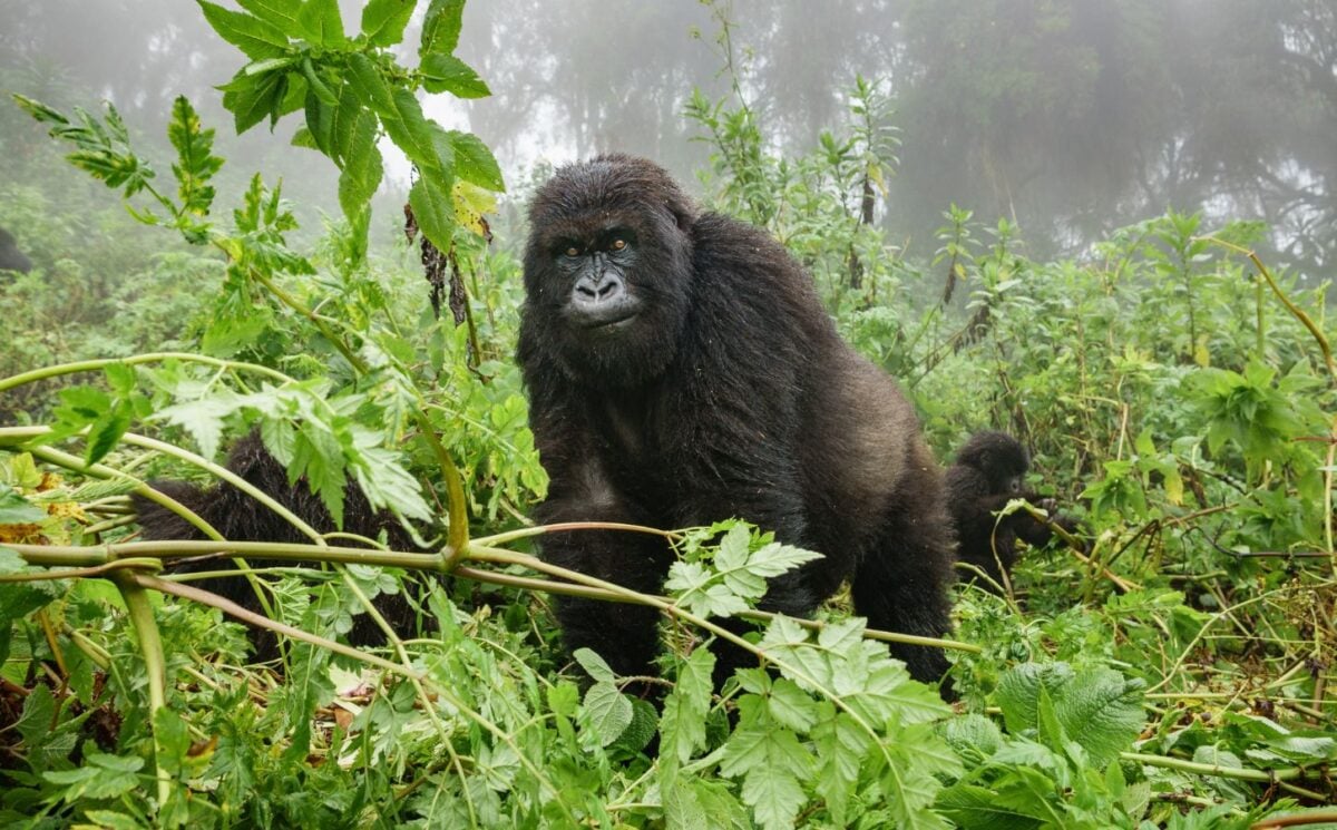 Photo shows an endangered forest gorilla watching humans from the jungle