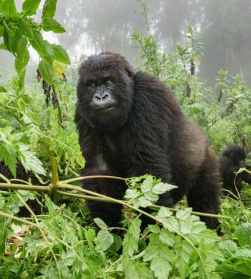 Photo shows an endangered forest gorilla watching humans from the jungle