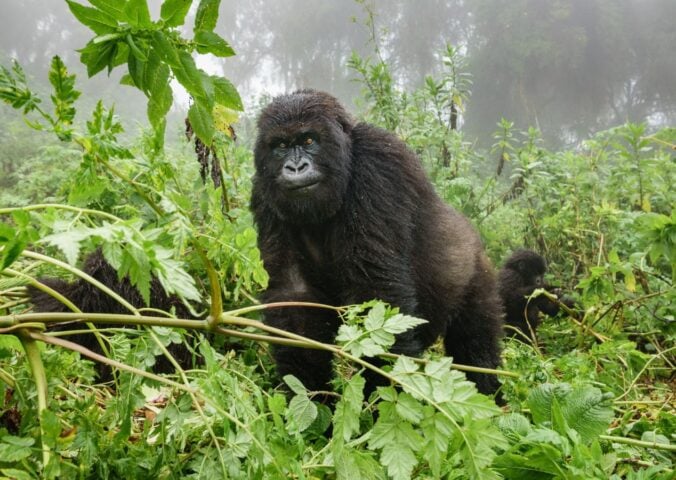 Photo shows an endangered forest gorilla watching humans from the jungle