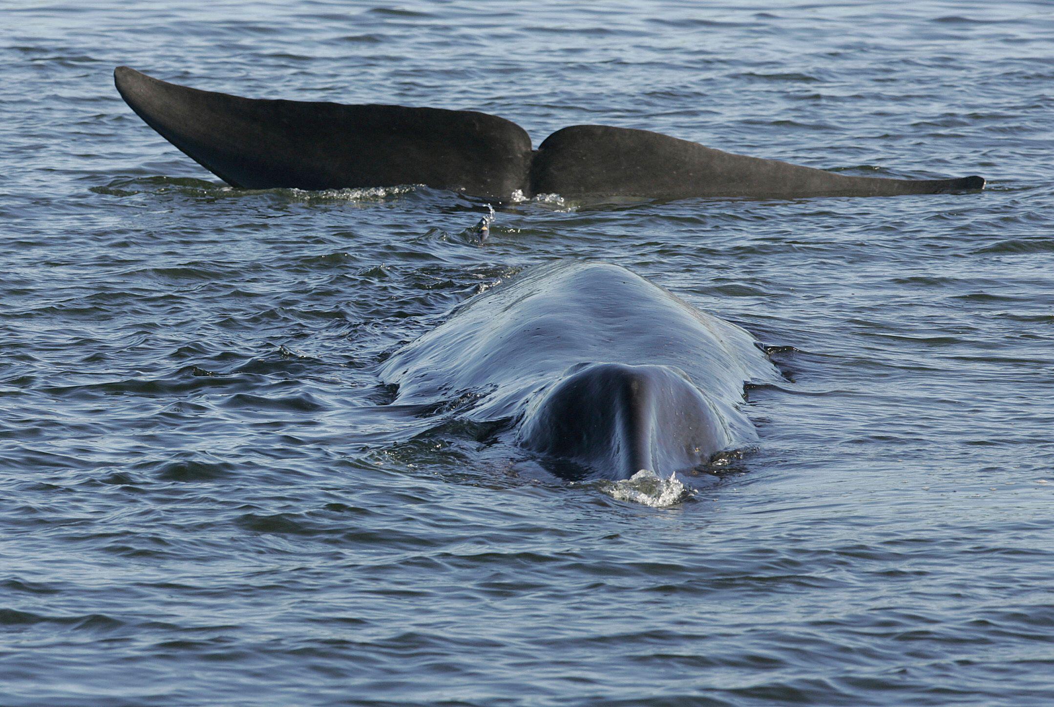 A fin whale in the ocean in Iceland