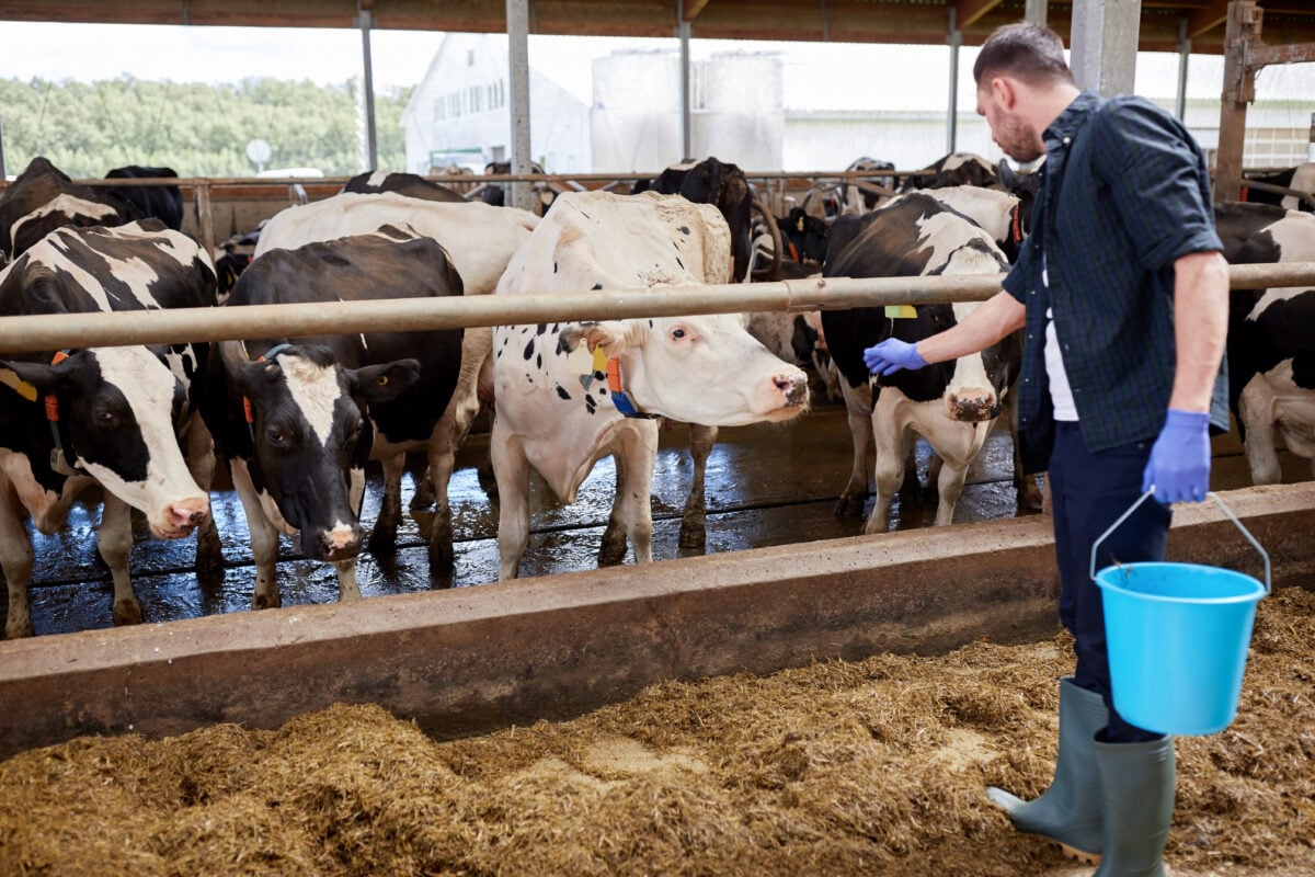 Photo shows a group of cows behind a metal fence as an agricultural worker in overalls and rubber gloves tends to them