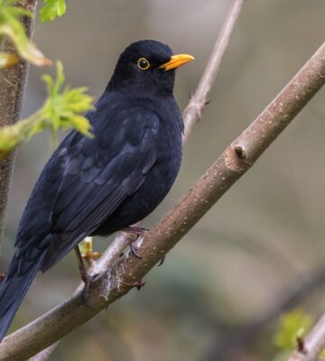 A blackbird