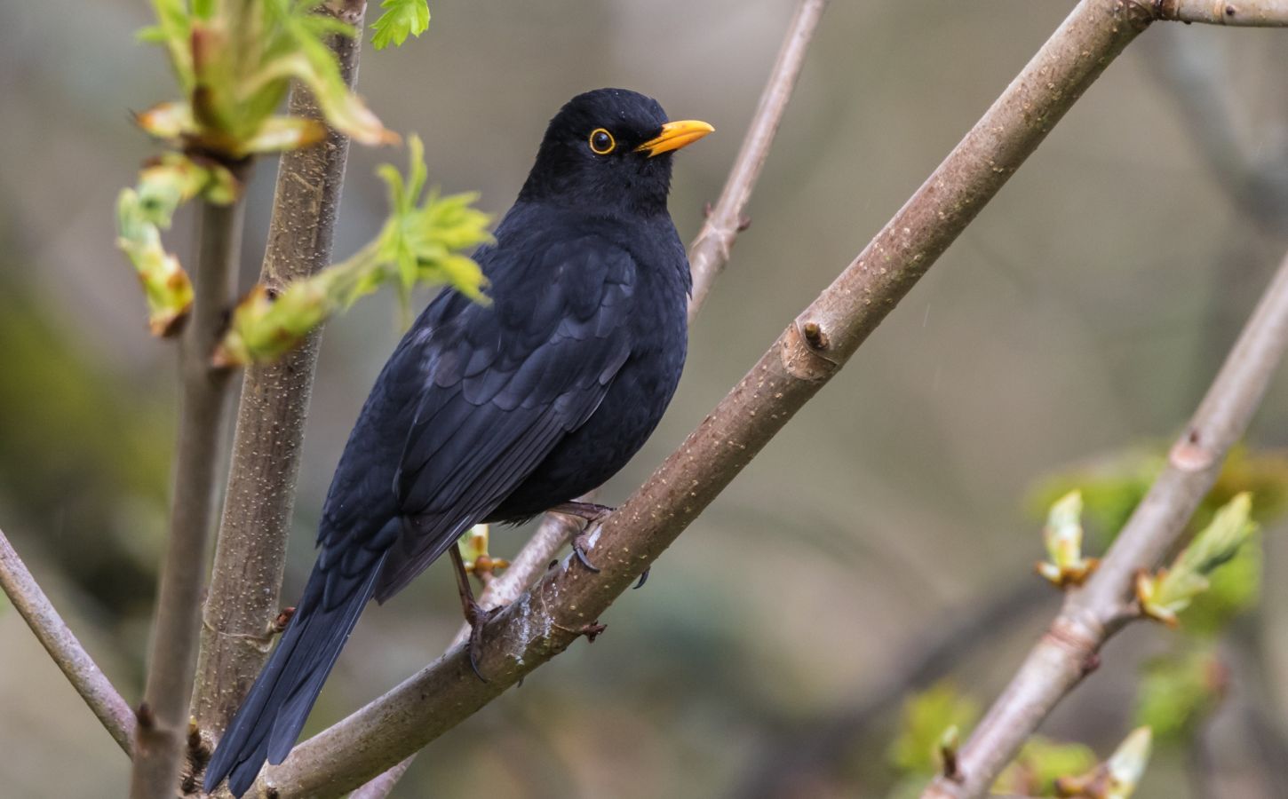 A blackbird