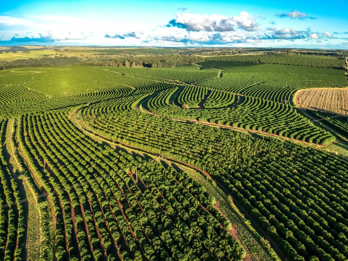 A coffee plantation