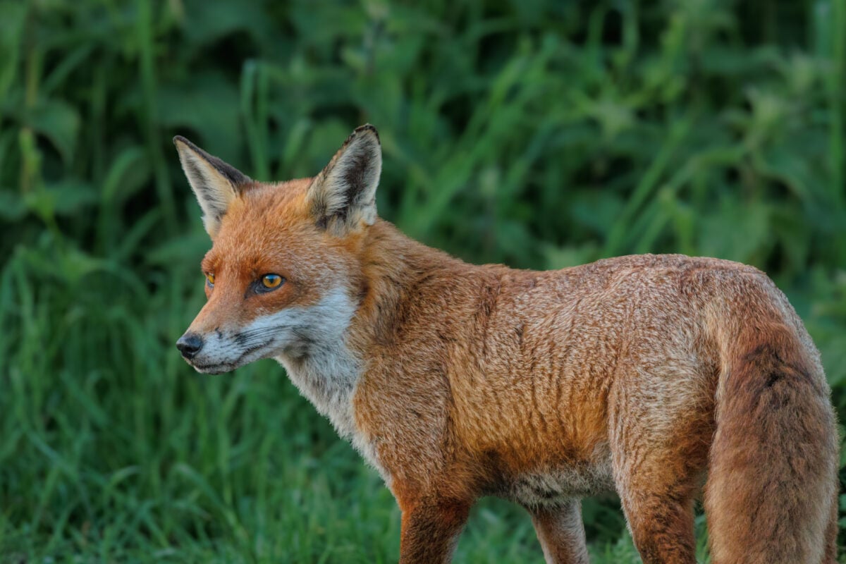 red fox