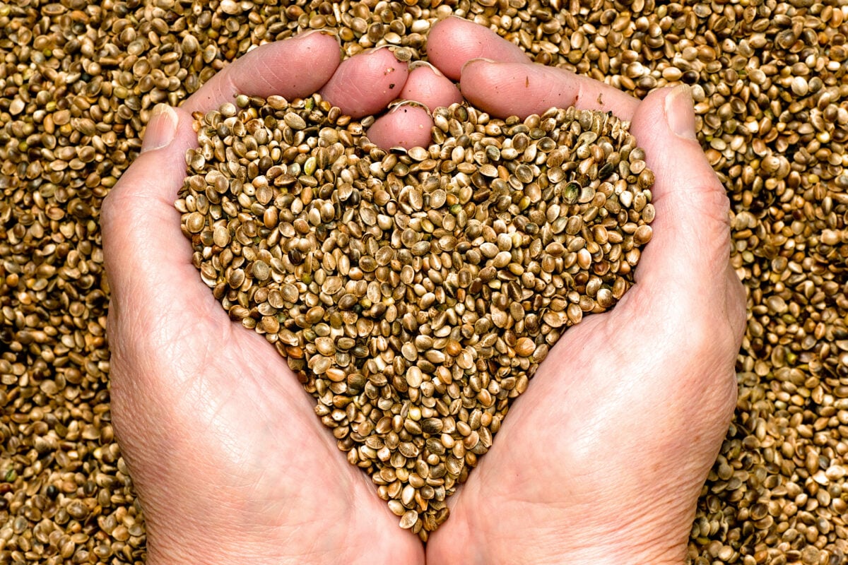 A person scooping up hemp seeds, a complete vegan protein source, in the shape of a heart