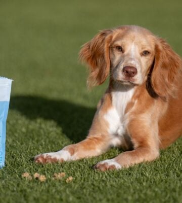 A dog lying in grass next to a pack of plant-based dog food from HOWND