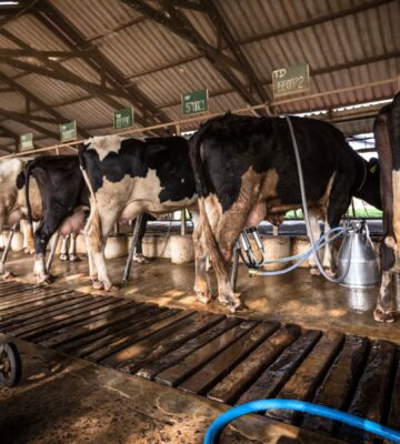 Dairy cows, many of whom have been infected with bird flu in the US, hooked up to milking machines