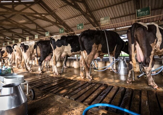 Dairy cows, many of whom have been infected with bird flu in the US, hooked up to milking machines