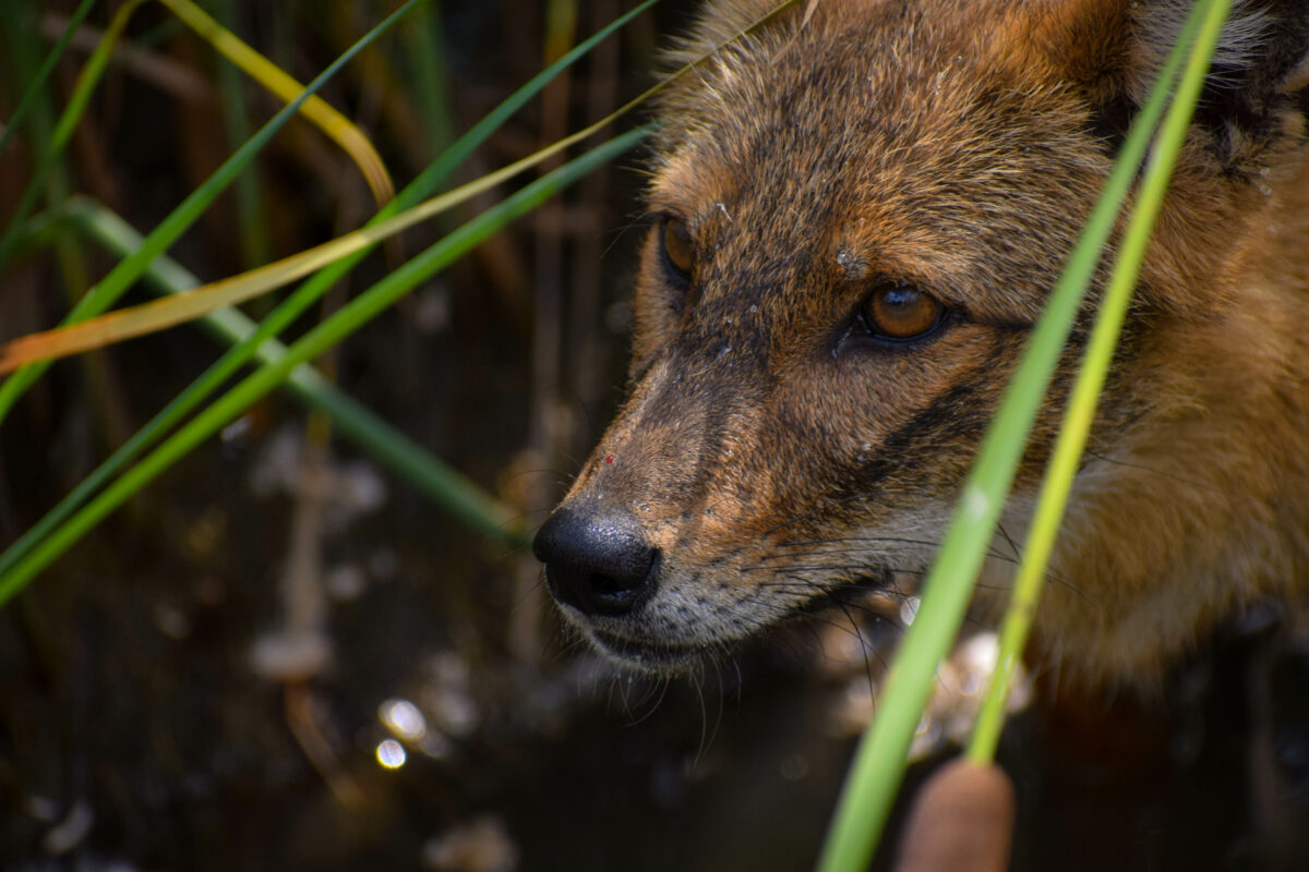 Photo shows a close-up of a red fox crouched in a clump of low grass