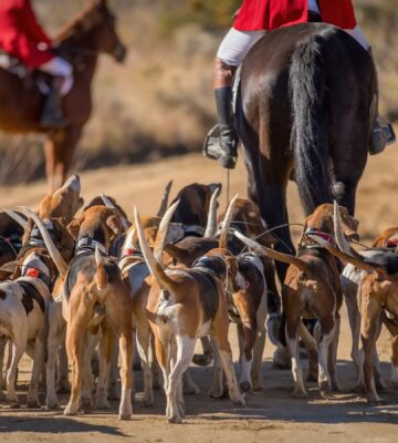 Photo shows several riders on horseback hunting with a pack of hounds