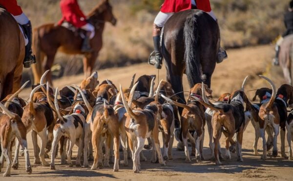 Photo shows several riders on horseback hunting with a pack of hounds