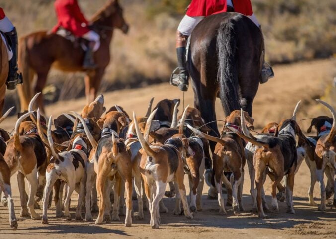 Photo shows several riders on horseback hunting with a pack of hounds