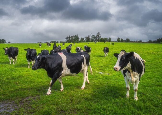 Irish dairy cows