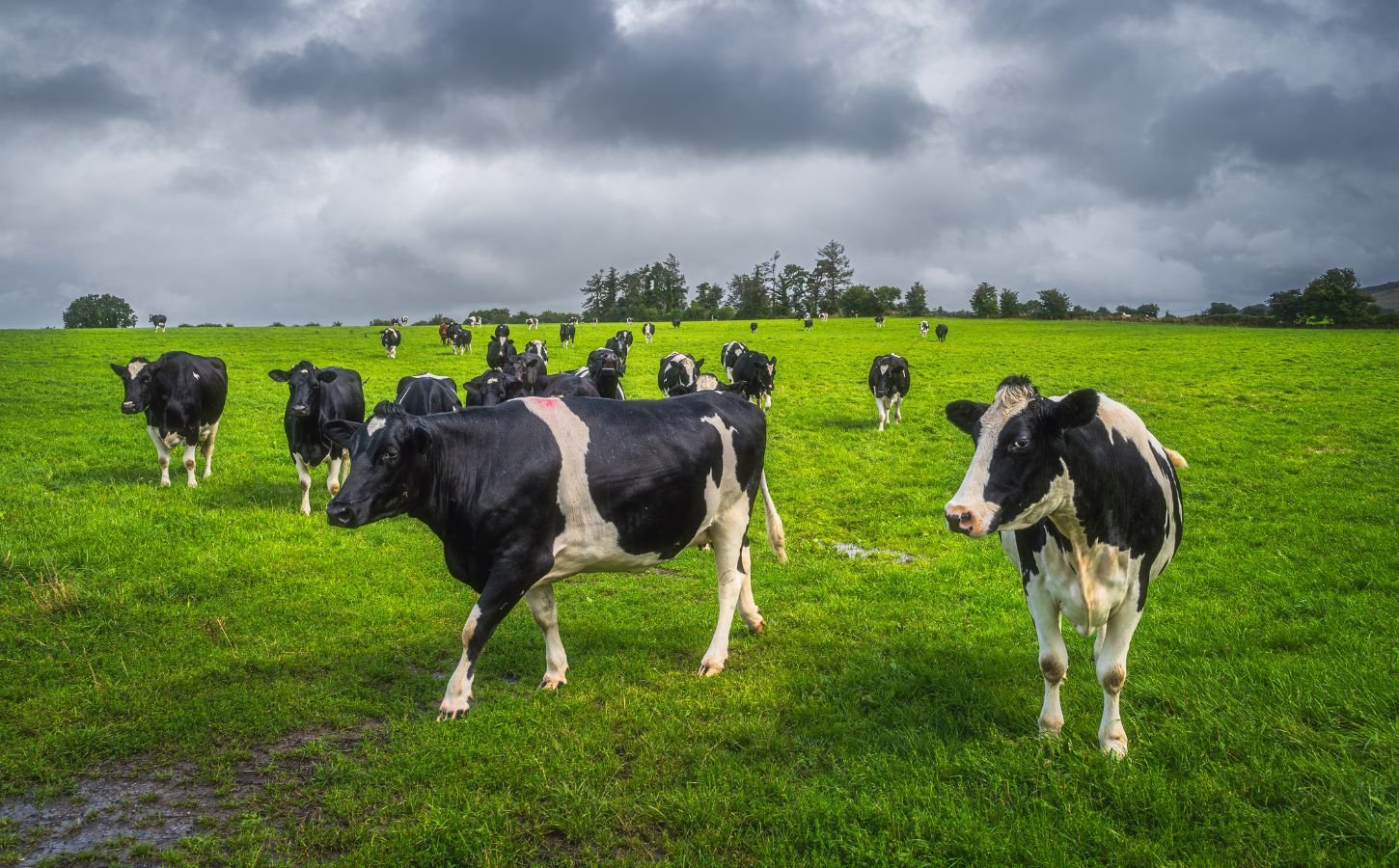 Irish dairy cows