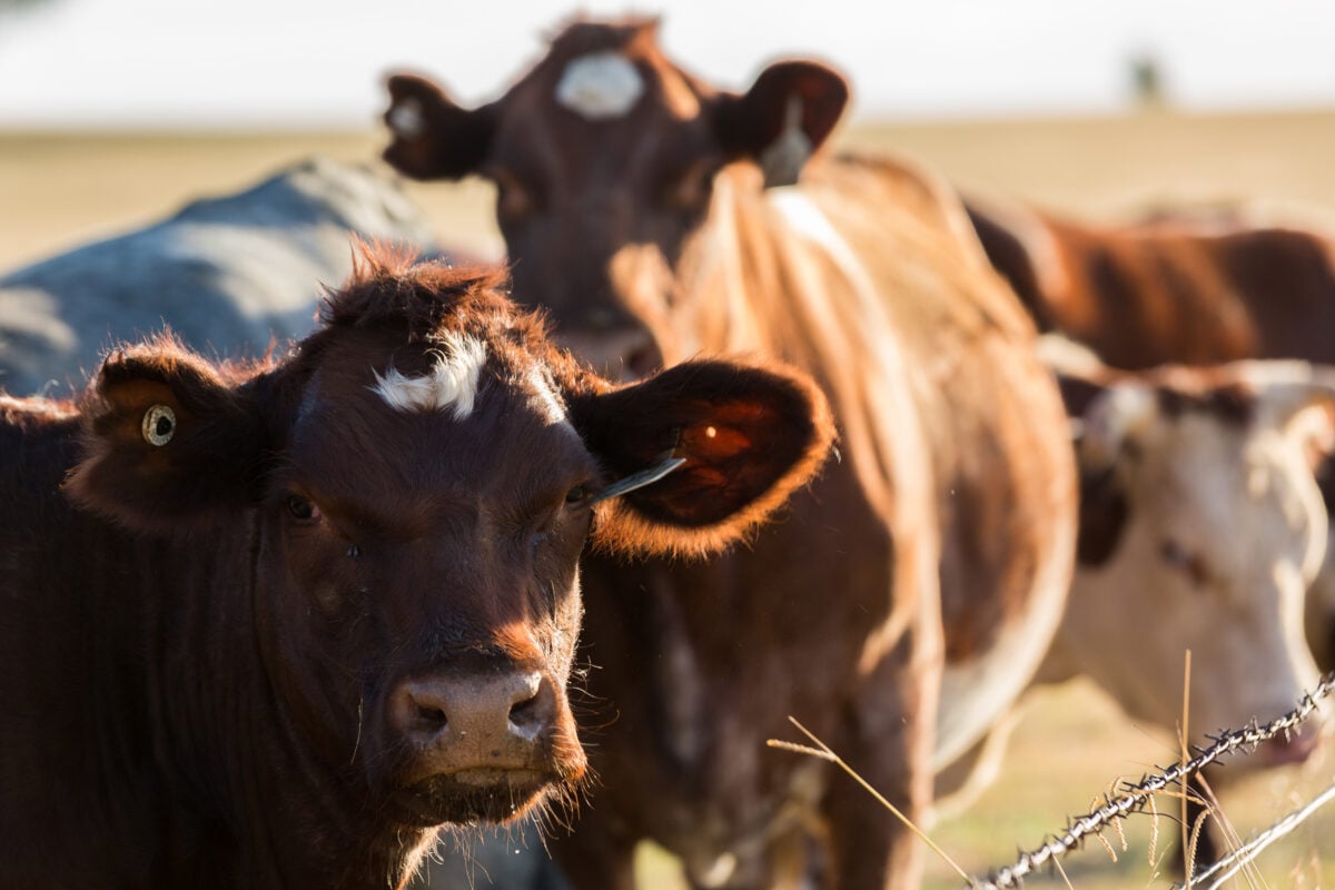 Photo shows brown and white cattle standing together and looking at the camera