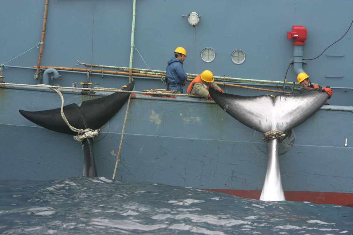 Japanese whaling ship and two dead whales