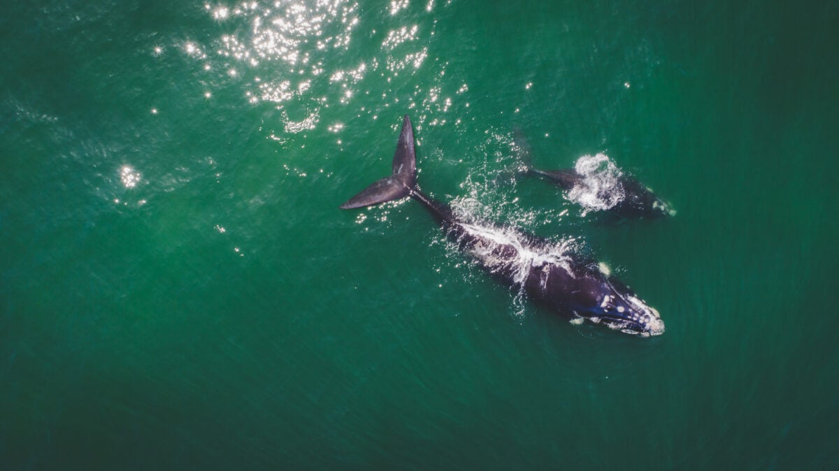 Photo shows an aerial view over a Southern Right Whale and her calf along the overberg coast close to Hermanus in South Africa