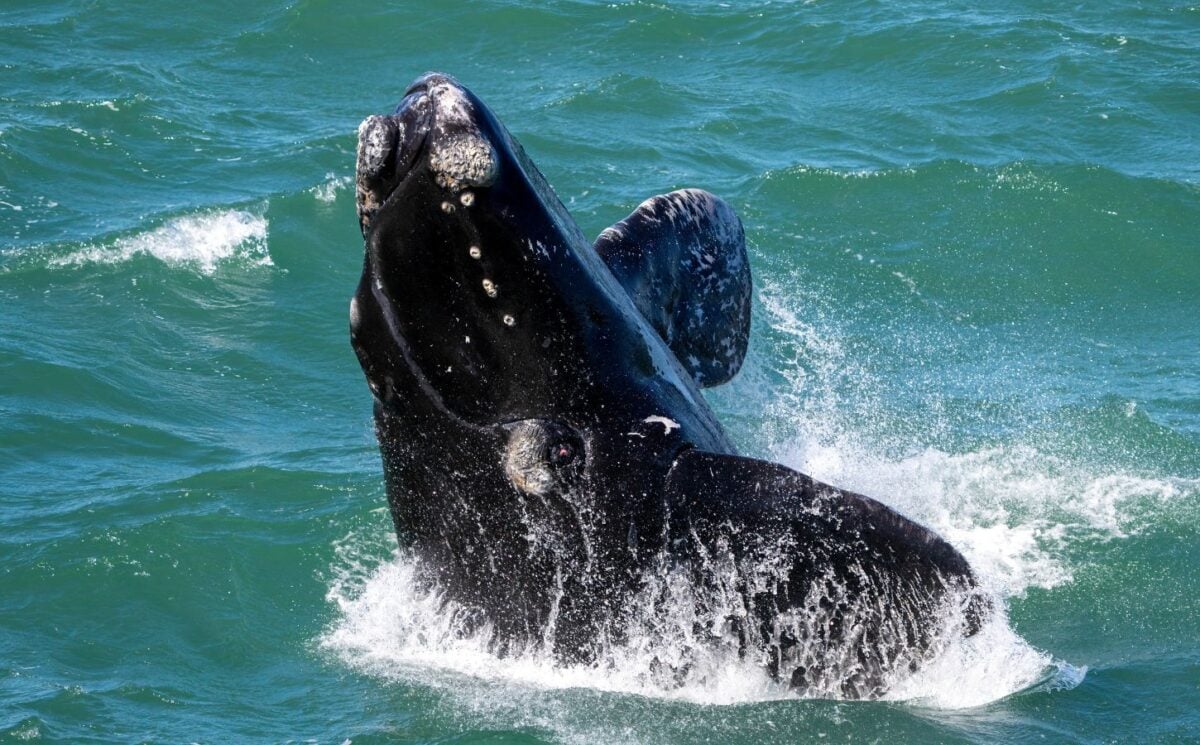 Photo shows a Southern Atlantic right whale - a close relative of the Northern Atlantic right - breaking the surface of the water