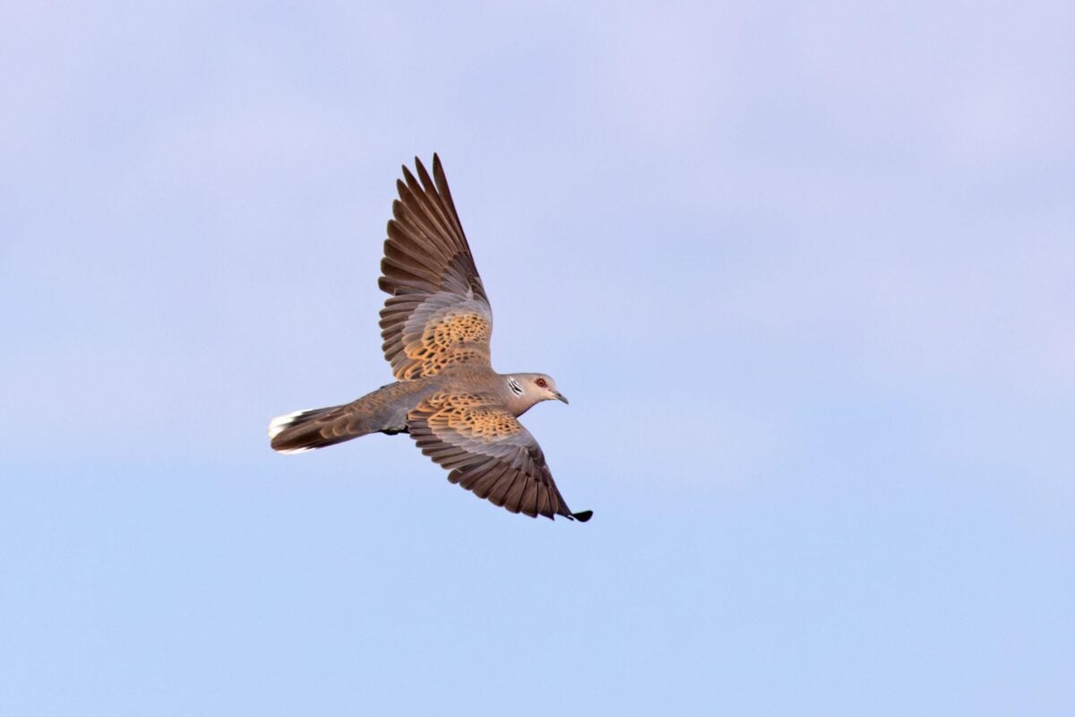 a flying turtle dove