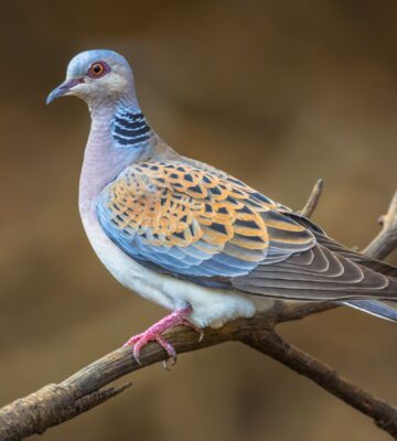 Turtle dove