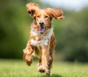 Photo shows a light brown dog running across grass