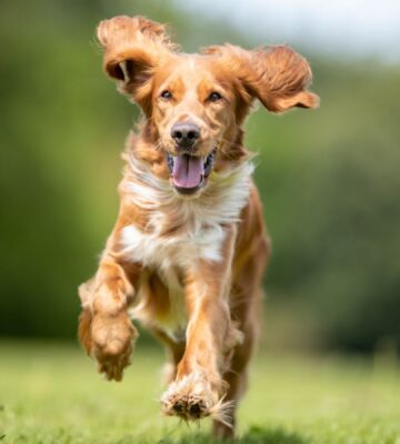 Photo shows a light brown dog running across grass