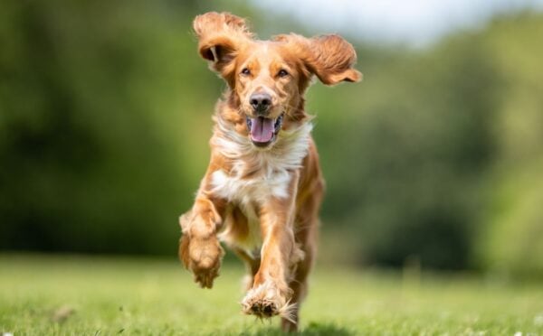 Photo shows a light brown dog running across grass