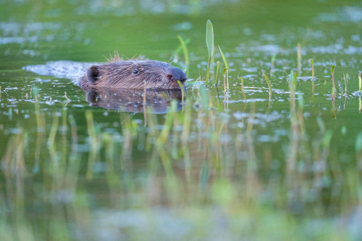 Photo shows a Eurasian beaver swimming through water with eyes and nose just above the surface