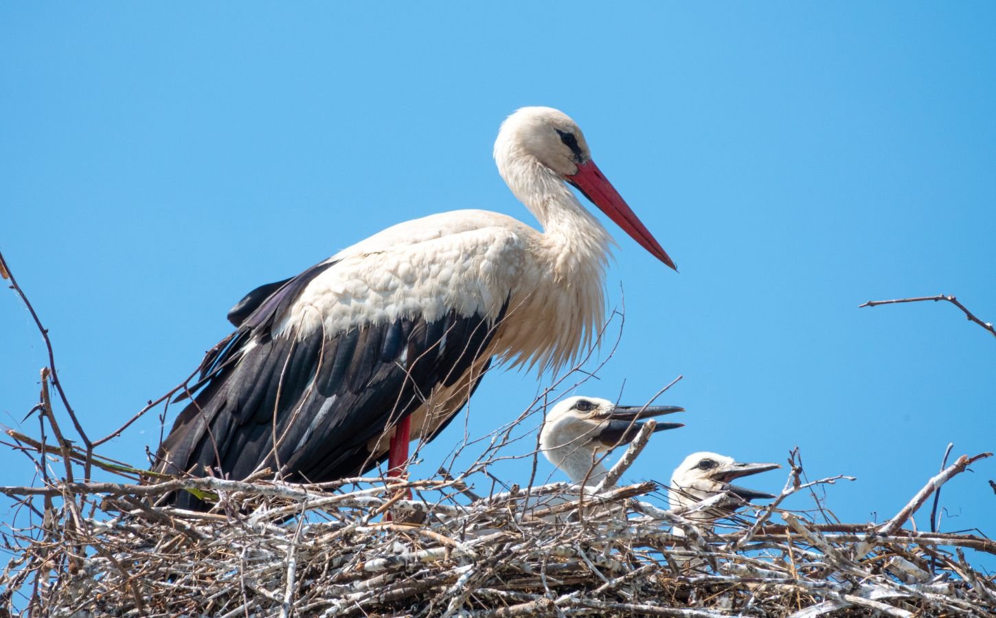 Photo shows an adult stork and two chicks inside a large nest