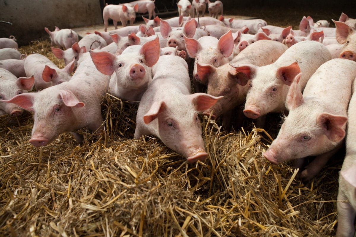 Photo shows a group of pigs within a straw-floored pen