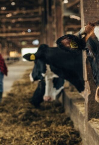 Photo shows two farm workers moving straw as a row of cows look out from their pen