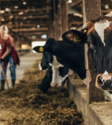 Photo shows two farm workers moving straw as a row of cows look out from their pen