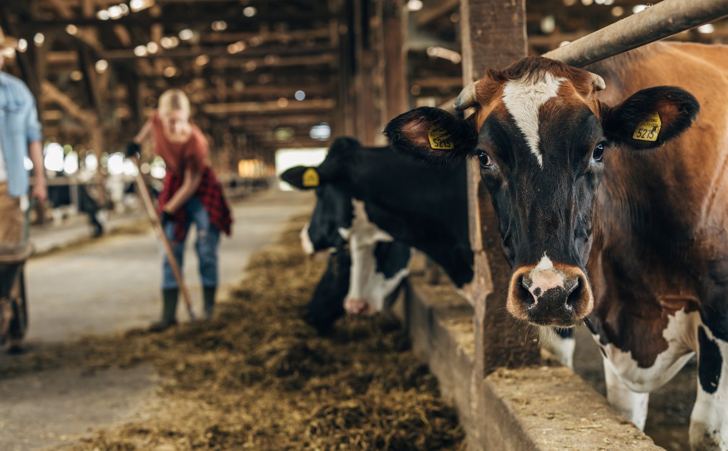 Photo shows two farm workers moving straw as a row of cows look out from their pen