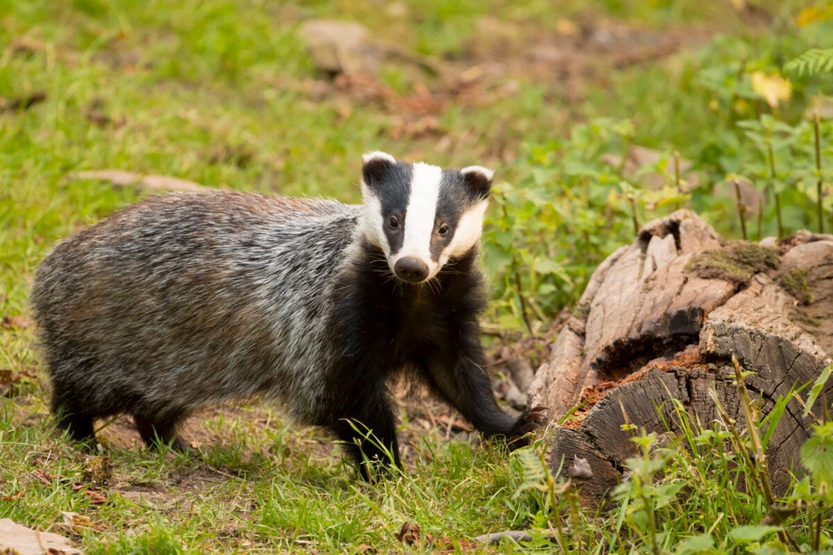 badger