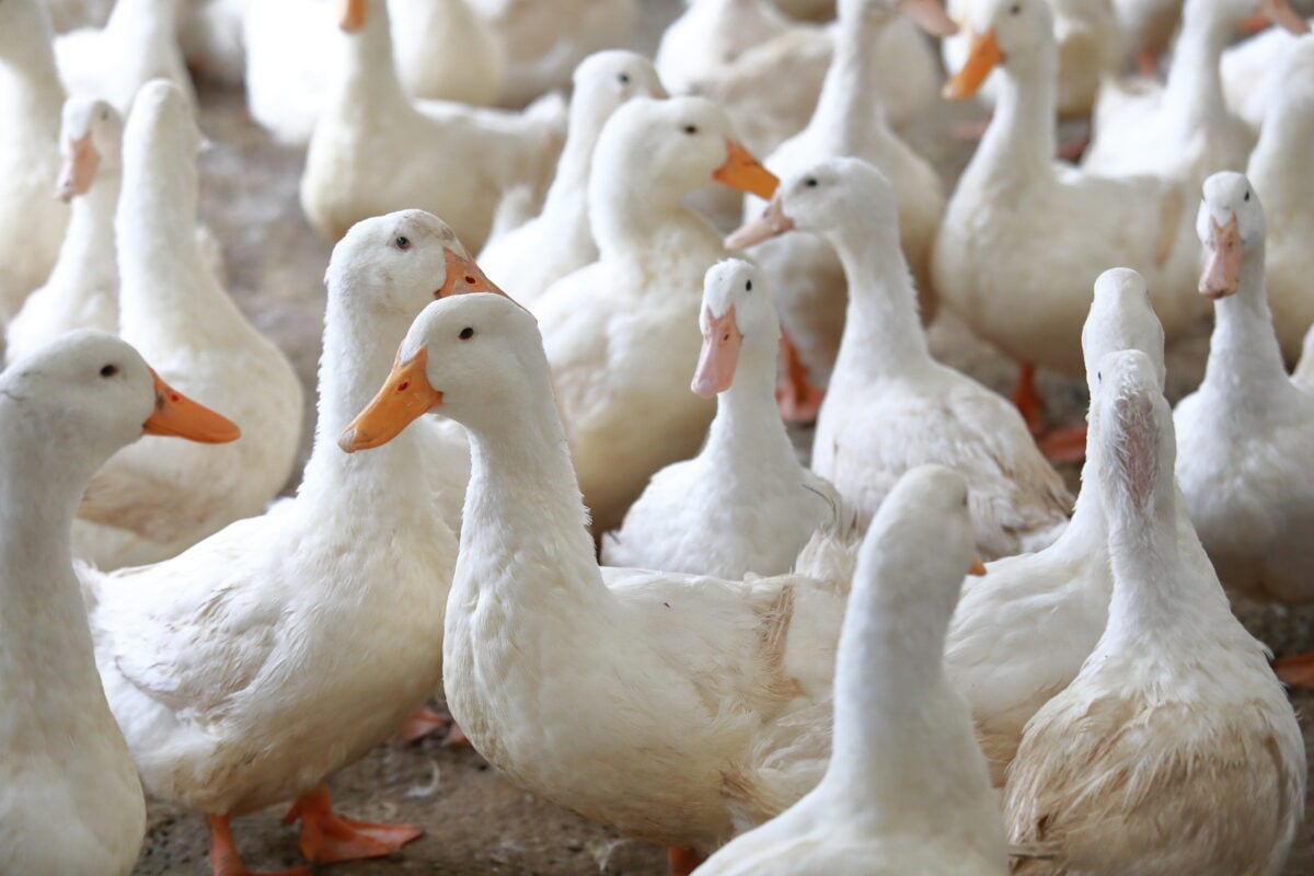 Geese on a farm 