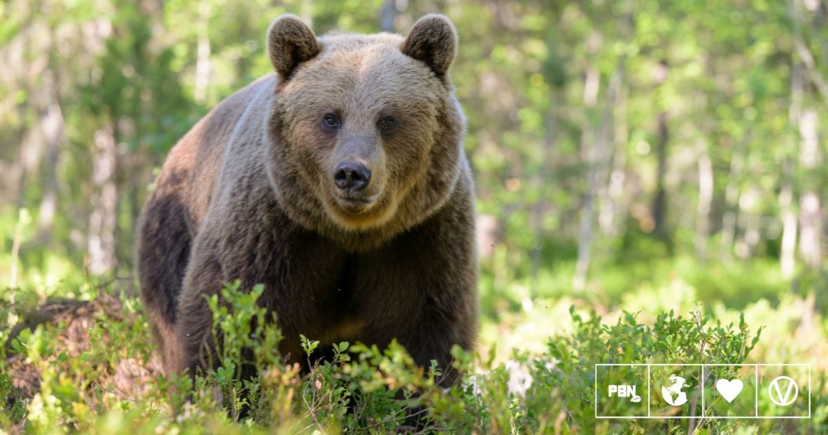 Sweden Set To Kill Nearly 500 Brown Bears In Annual Hunt