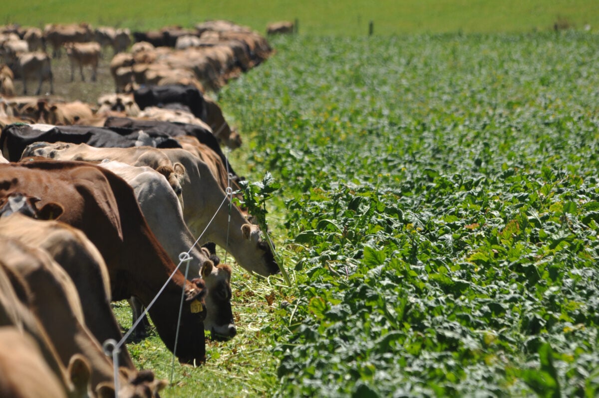 Cows in a field