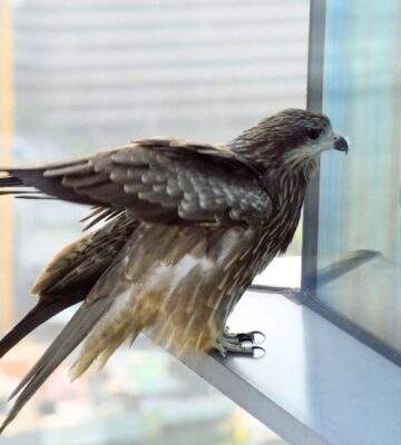 Bird window reflection