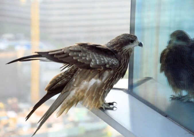 Bird window reflection