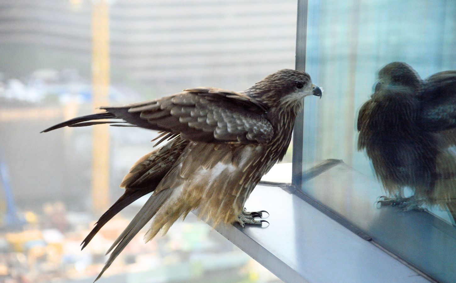 Bird window reflection