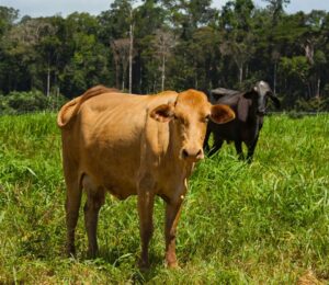 Photo shows two cows grazing on grassland against a backdrop of the Amazon rainforest in Brazil