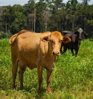 Photo shows two cows grazing on grassland against a backdrop of the Amazon rainforest in Brazil