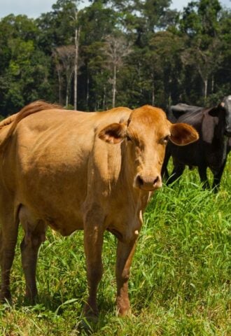 Photo shows two cows grazing on grassland against a backdrop of the Amazon rainforest in Brazil