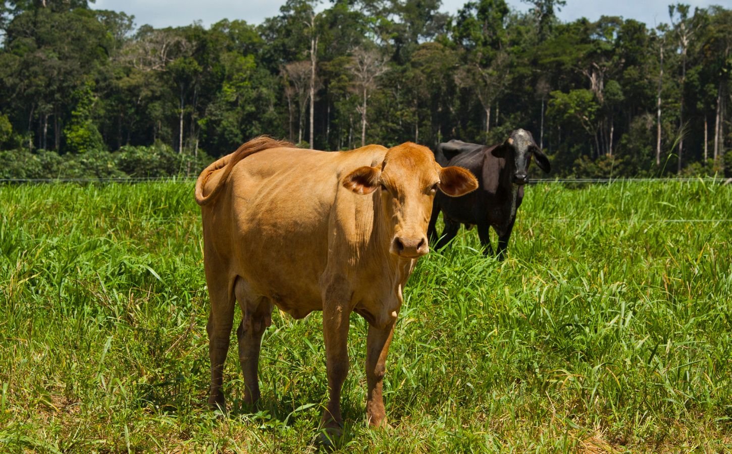 Photo shows two cows grazing on grassland against a backdrop of the Amazon rainforest in Brazil