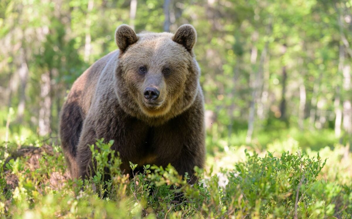 A European brown bear looking into a camera in a green forest