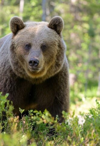 A European brown bear looking into a camera in a green forest