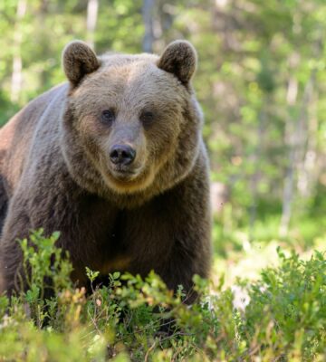 A European brown bear looking into a camera in a green forest