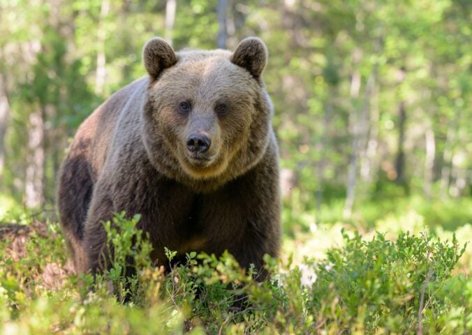 A European brown bear looking into a camera in a green forest