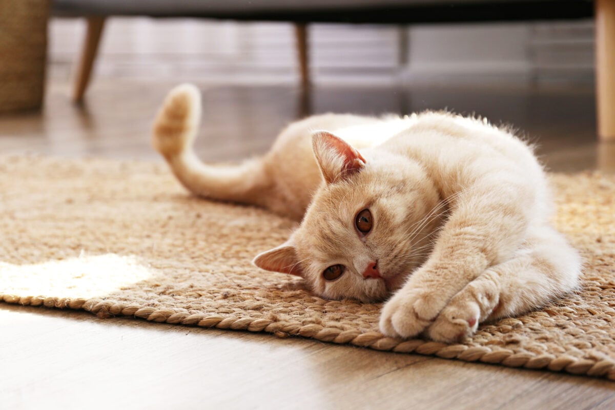 A cat lying on a rug